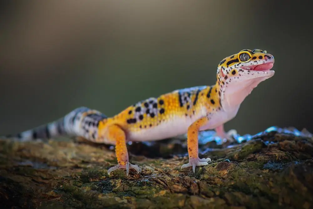 10 Small Pets Perfect for Beginners