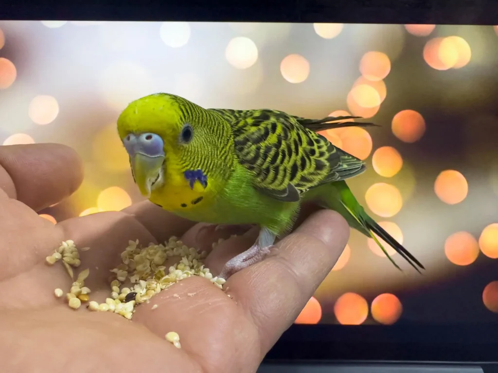 10 Small Pets Perfect for Beginners