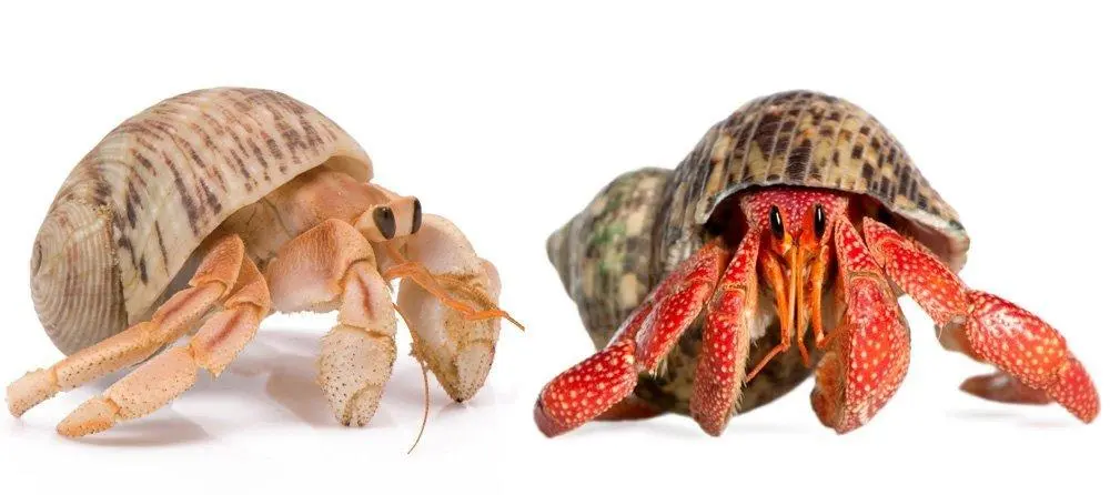 10 Small Pets Perfect for Beginners
