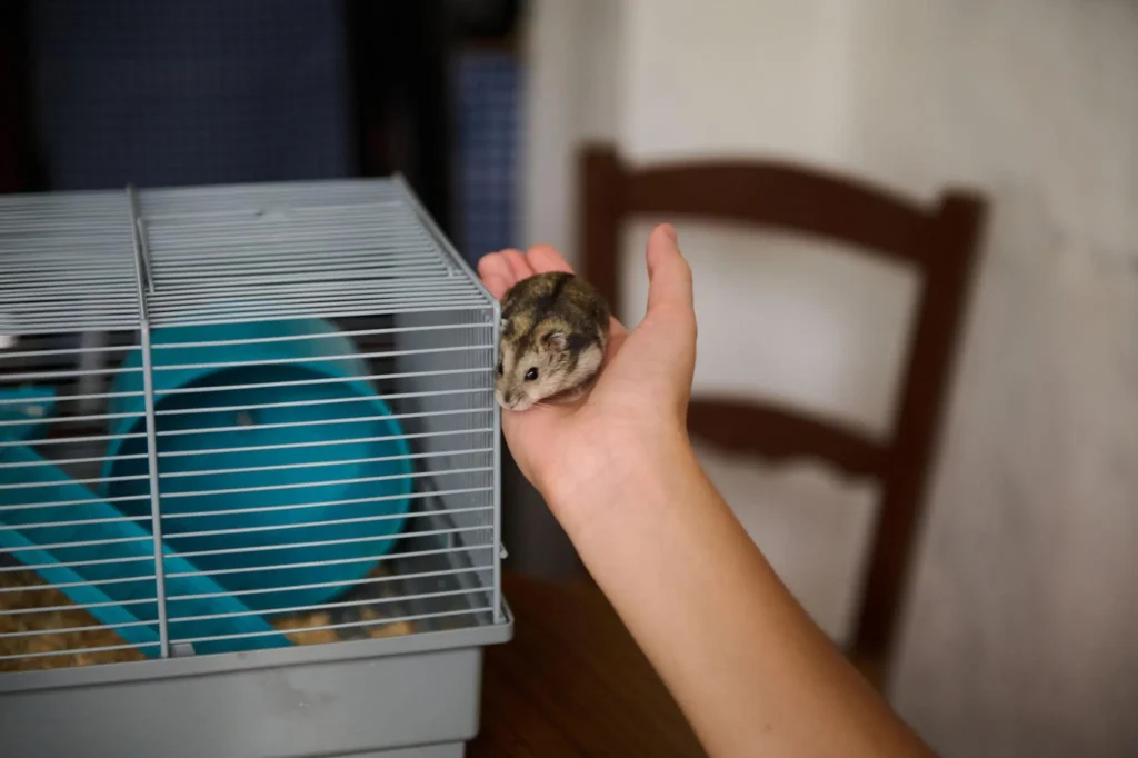 10 Small Pets Perfect for Beginners