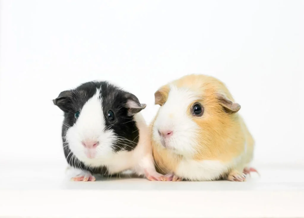 10 Small Pets Perfect for Beginners