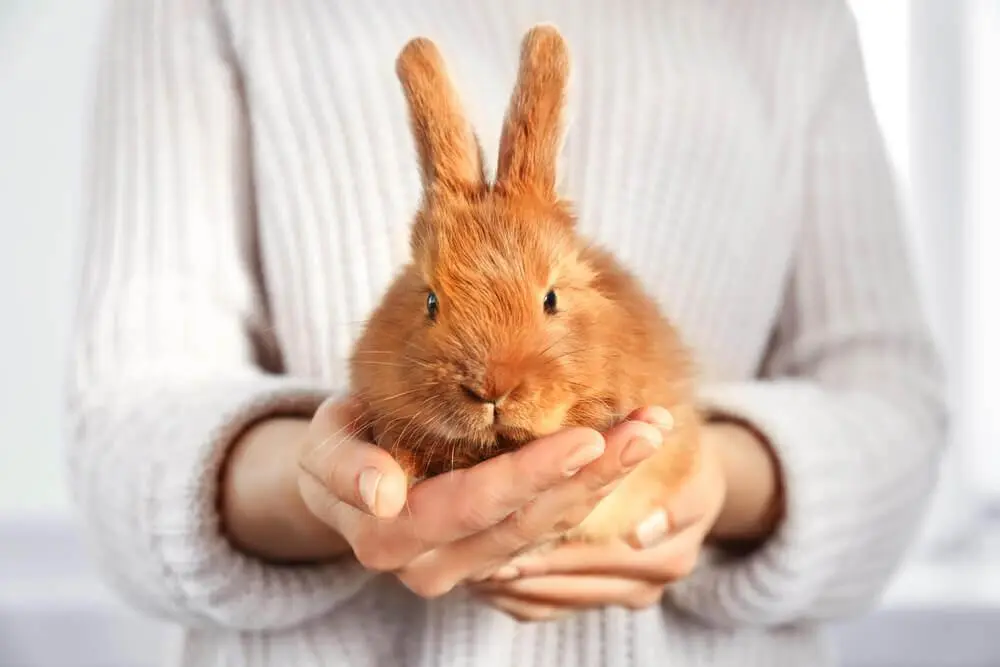 10 Small Pets Perfect for Beginners